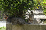 12-neko62.jpg