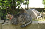 12-neko63.jpg