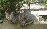 12-neko64.jpg
