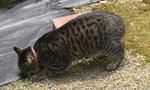 12-neko66.jpg