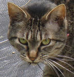 12-neko68.jpg