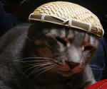 12-neko70.jpg