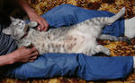 12-neko73.jpg
