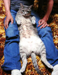 12-neko74.jpg