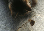 12-neko75.jpg
