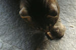 12-neko76.jpg