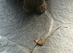 12-neko77.jpg