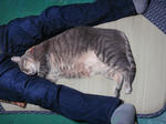 12-neko78.jpg