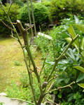 12-chou10.jpg