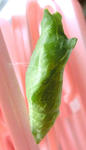 12-chou20.jpg