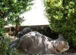 12-neko81.jpg