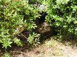 12-neko84.jpg
