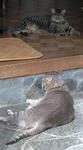 12-neko86.jpg
