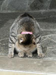 12-neko85.jpg