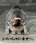 12-neko87.jpg