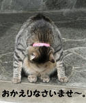 12-neko88.jpg