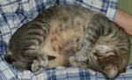 12-neko90.jpg