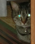 12-neko91.jpg