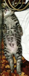 12-koneko27.jpg