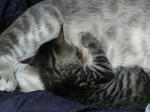 12-koneko32.jpg