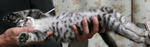 12-koneko55.jpg