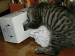 12-koneko67.jpg