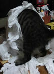 12-koneko68.jpg