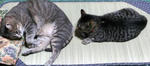 12-neko96.jpg