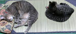 12-neko95.jpg