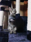 12-koneko75.jpg