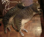 12-neko97.jpg