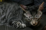 12-0neko8.jpg