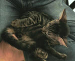 12-0neko9.jpg