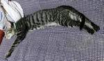 12-0neko11.jpg