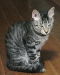 12-0neko28.jpg