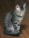 12-0neko29.jpg