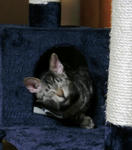 12-0neko36.jpg