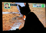 12-0neko44.jpg