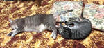 12-0neko57.jpg