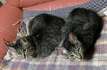 12-0neko64.jpg