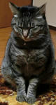 12-0neko73.jpg