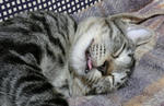 12-0neko74.jpg