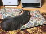 12-0neko75.jpg