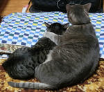 2013-neko10.jpg