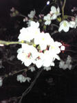 Image184.jpg