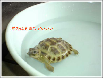 リクガメ温浴