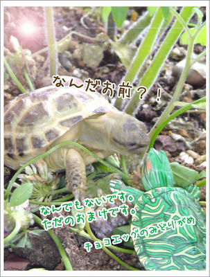はじめましてみどりがめ