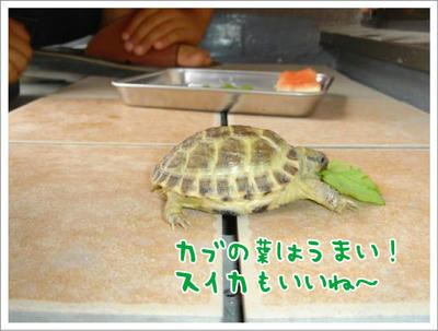 カブの葉はうまい！