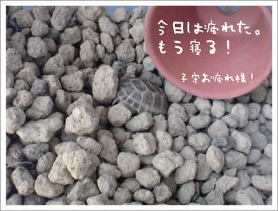 おやすみ