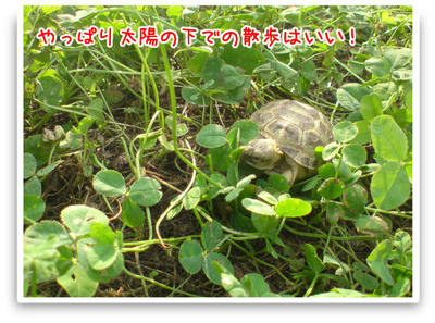 散歩